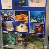 「串本海中公園センター」銀座ロフト【旅する水族館 2023】展示のお知らせ